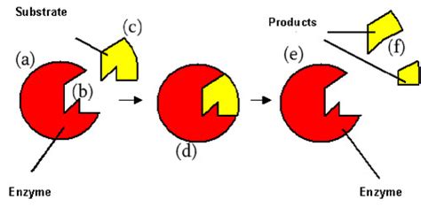 Enzymes And Digestion Flashcards Quizlet