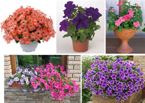 Петунии: посадка и уход в домашних условиях, фото, разновидности