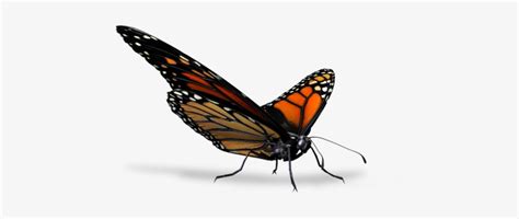 Butterfly Butterfly Render Transparent Png 454x267 Free Download