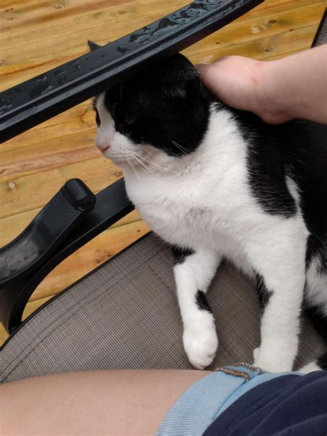 are roses dangerous for cats 5