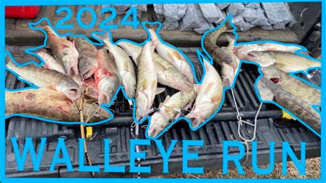 Maumee River Walleye Run Walleye Run Youtube