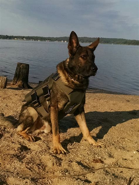 Calvert County Sheriffs Office 3 Sheriffs Office K9s Receive Body Armor