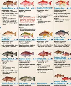 fish-identification-thumbna | Key West Travel Guide - Visitor ...