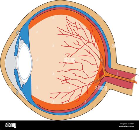 Human Eye Anatomy Stock Vector Image And Art Alamy