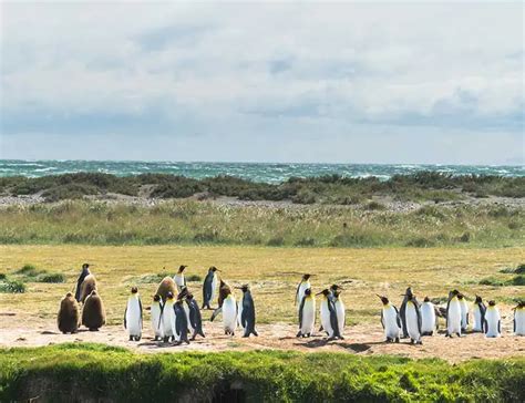 11 Baby Penguin Facts: Life in the Antarctic Nursery