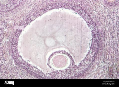 Graafian Follicle Histology Labeled