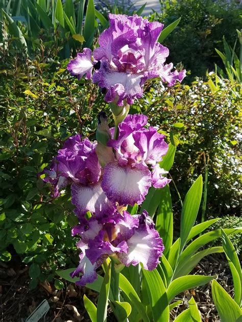 Photo Of The Entire Plant Of Tall Bearded Iris Iris Mariposa Autumn