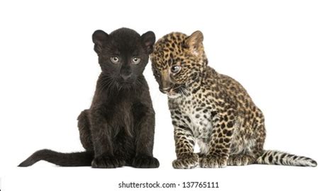 Two Black Spotted Leopard Cubs 3 Stock Photo 137765111 | Shutterstock