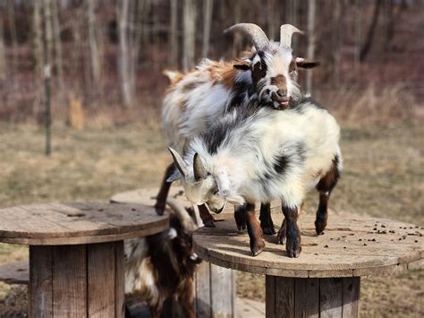 29 Inexpensive Goat Toys For Enrichment And Entertainment