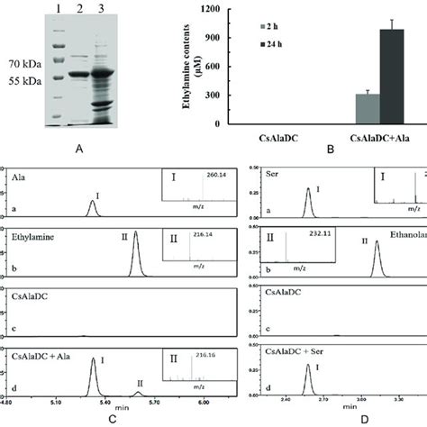 Expression Purification And Enzymatic Activity Of Pcsaladc Protein