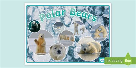 Polar Bears Display Poster Teacher Made Twinkl