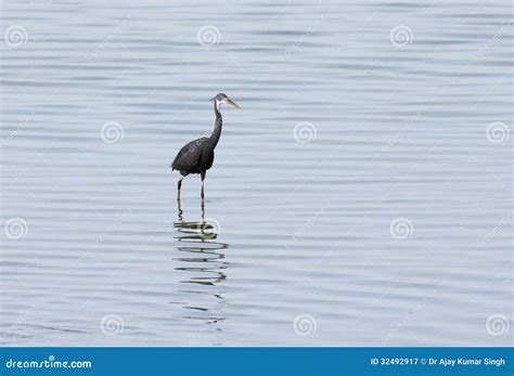 A Black Heron With Reflection On Water Stock Image Image Of African