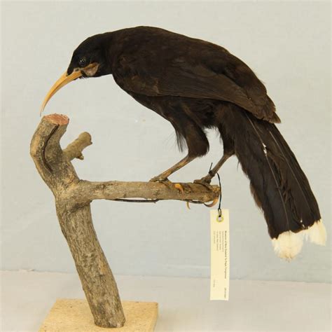 Huia Birds and Bones | Aratoi — Wairarapa Museum of Art and History