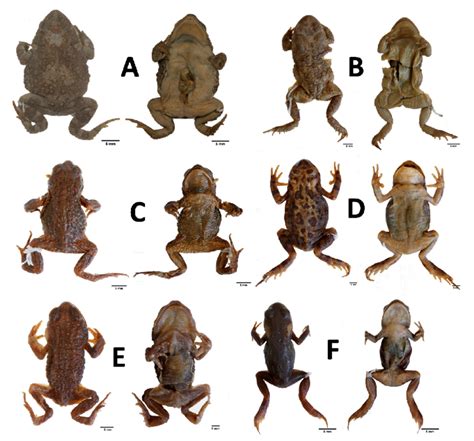 Family Bufonidae I: A— Lectotype of Bufo fenoulheti rhodesianus (PEM ...