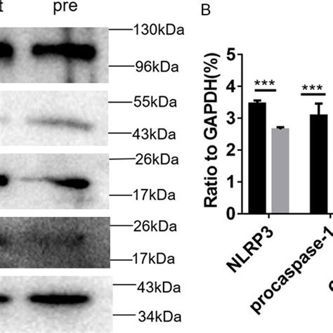 The Expression Levels Of Nlrp Procaspase Active Caspase And