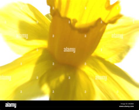 Bright Yellow Daffodil Stock Photo Alamy