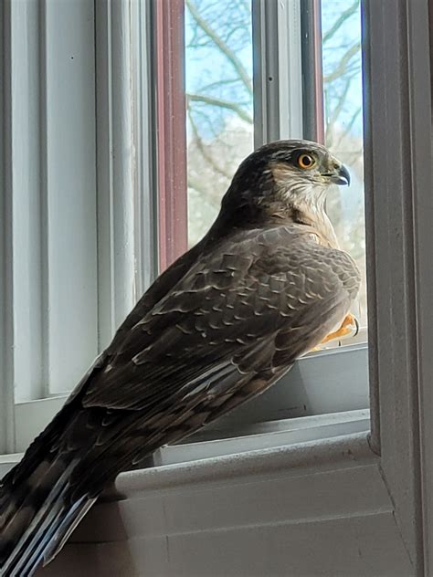 Sharp Shinned Hawk From Alton Richmond RI USA On April 17 2022 At