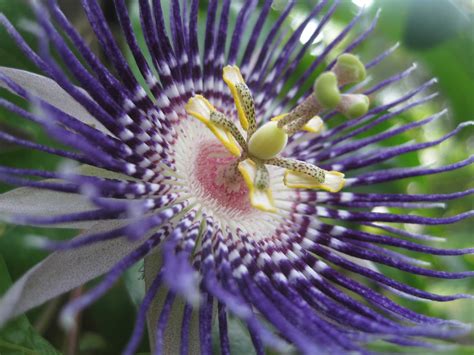 Lens Trail: The Clock Flower