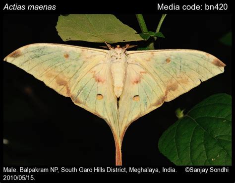 Actias Maenas Doubleday Malaysian Moon Moth Moths