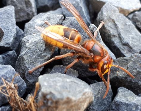 informatie  de hoornaar