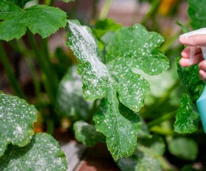 How to get rid of white mold on plants: 5 natural methods | Homes & Gardens