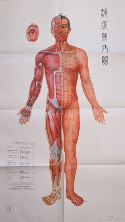 Charts Of Acupuncture Points And Meridians Wandkarten Der