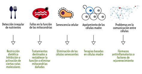 Por Qu Envejecemos Genotipia