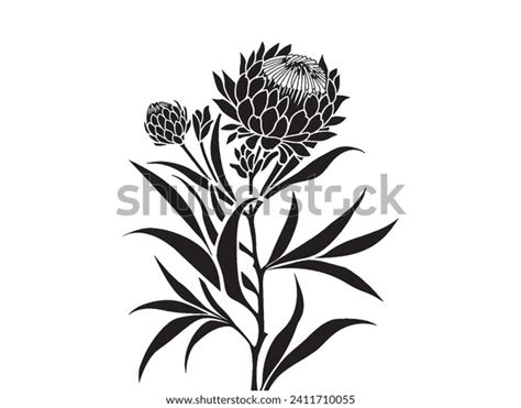 Protea Flower Silhouette Isolated On White Stock Vector (Royalty Free ...