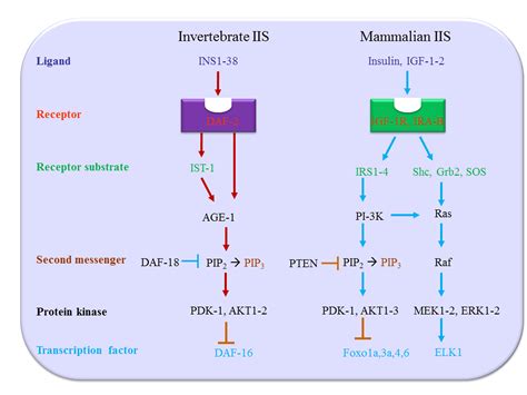 Insulin Igf 1 And Longevity