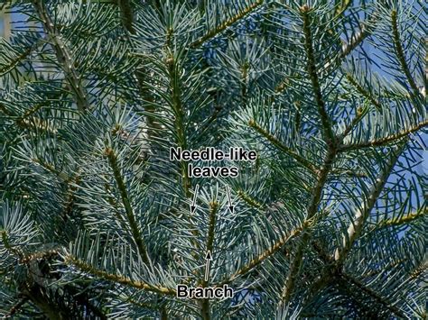 Abies Concolor White Fir Leaf Leaf Abies Concolor White Fir