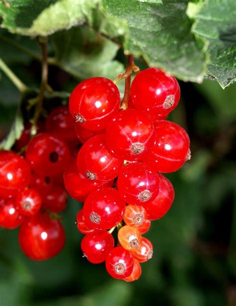 Free Images Berry Flower Food Red Produce Flora Shrub Viburnum