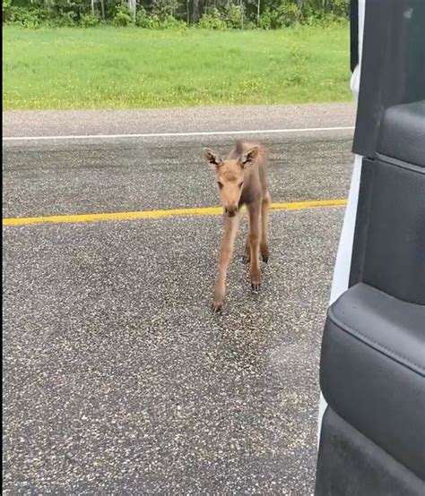 Homem Despedido Ap S Salvar Cria De Alce De Ataque De Urso N O