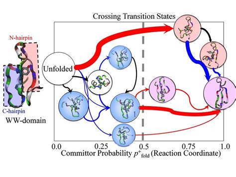 Modeling Biological Processes At Hybrid Resolutions