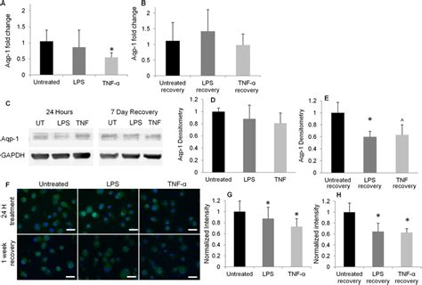 Aquaporin Expression In Np Cells A B Gene Expression Of