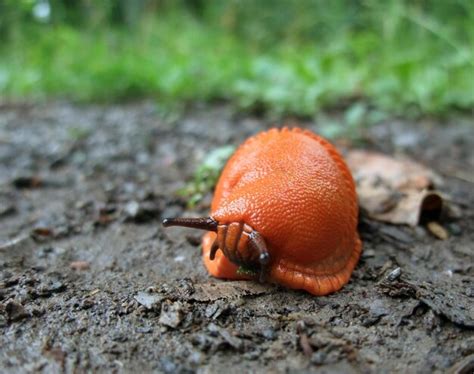 Premium Photo | Red slug on the ground