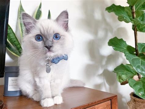 Adorable Female Ragdoll kitten blue eyes for adopt - Classifieds | Qatarbuyandsell.com