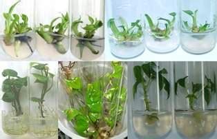 Plantas In Vitro EcuRed