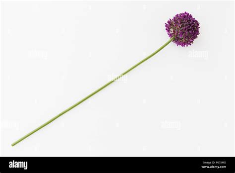 Allium Isolated On White Background Stock Photo Alamy