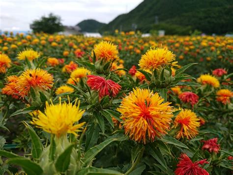 50 山形 紅花 まつり 221484 紅花 山形 お祭り Jozpictsirkoa