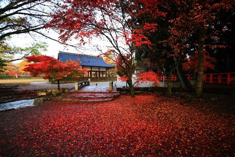 上賀茂神社 紅葉 極上の秋の彩りと散りもみじ 京都もよう Kyoto Moyou