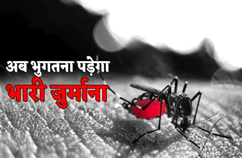 Administration Alerted On Increasing Dengue Fine Will Imposed बढ़ते डेंगू को लेकर अलर्ट हुआ