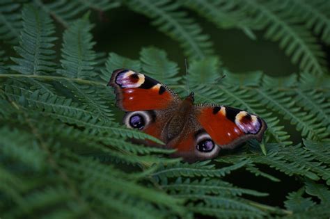 Vlinder Insect Peacock Gratis Foto Op Pixabay Pixabay