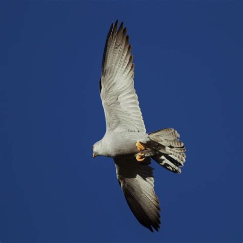 sunshinecoastbirds: Grey Falcon & Diamantina National Park