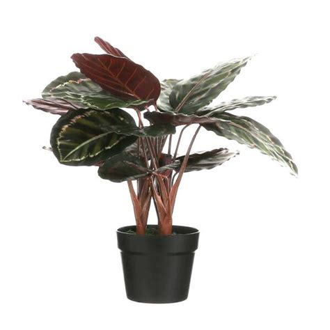 Calathea Roseopicta Artificiel En Pot 40 X 60 Cm Webshop Matelma