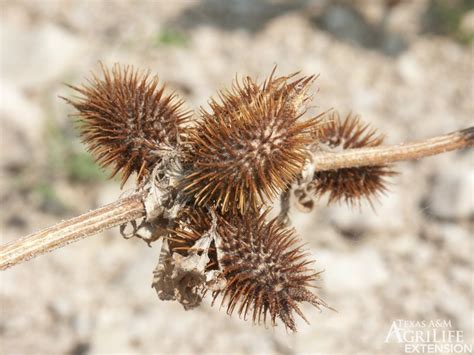 Plants of Texas Rangelands » Cocklebur