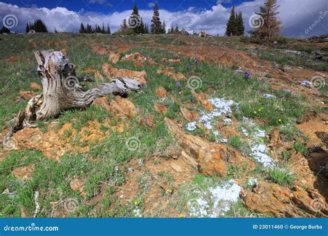 Alpine Meadows In Wyoming Stock Photo Image Of Beautiful 23011460