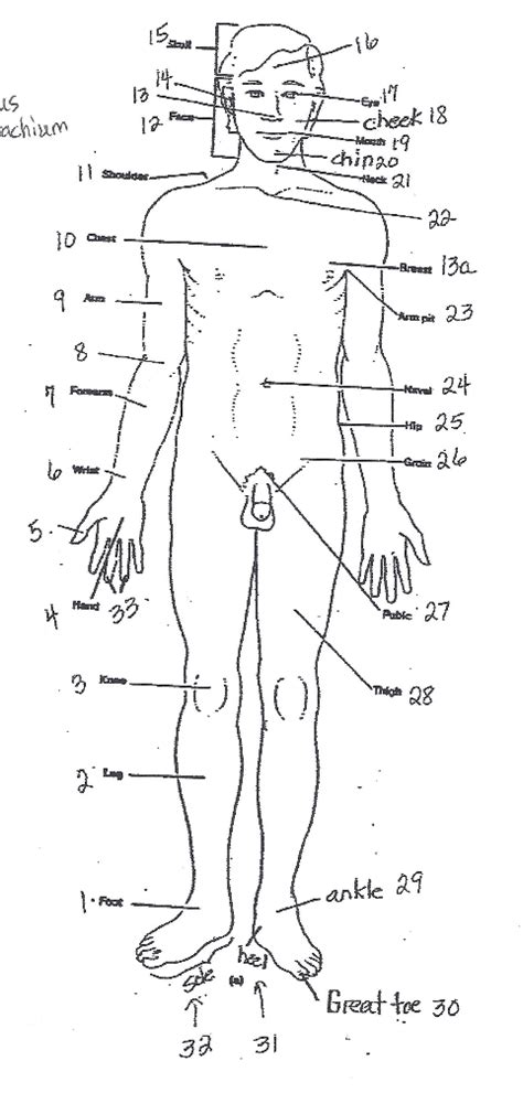 Physio Anterior Body Regions Diagram Quizlet