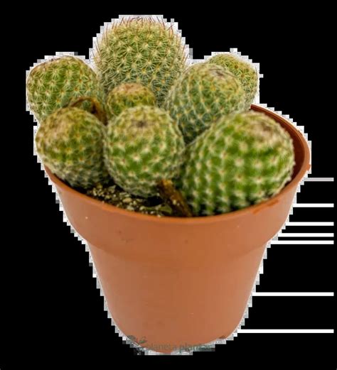 Cuidados Y Recomendaciones Sobre Cactus Suculentas Cactus Y Plantas