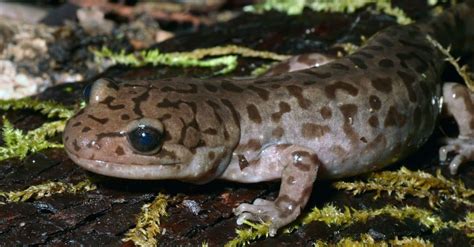 Salamander - A-Z Animals