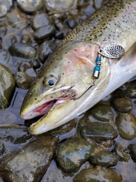 Custom Salmon Trout And Steelhead Fishing Spinners Olympic Peninsula